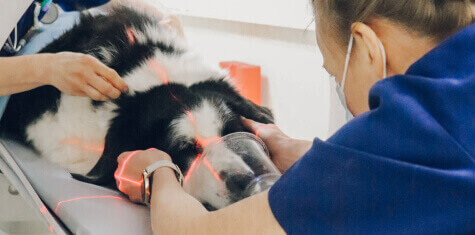 Veterinary Services - Cancer Treatment