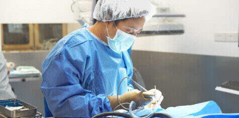 Vet Services - Hip Replacement