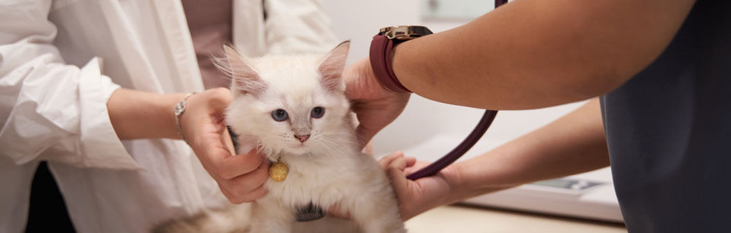 Vaccine for Cats and Dogs