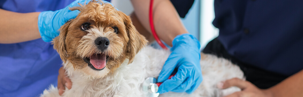 Heart Health for Pets