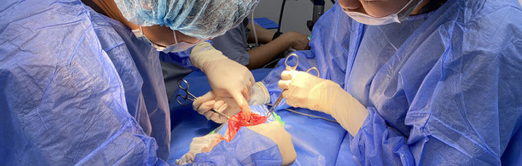 Soft Tissue Surgery for Pets