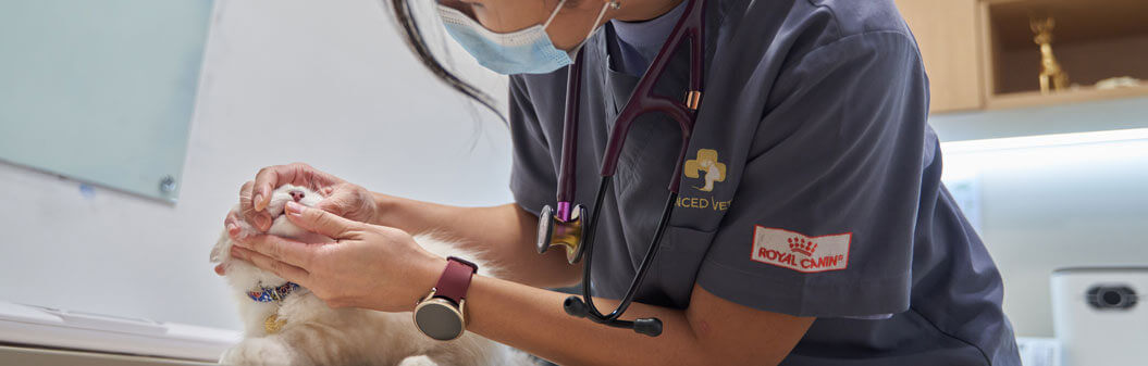 Dental Services for Dogs and Cats