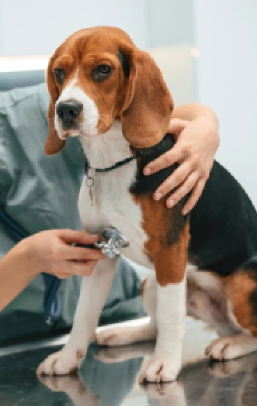 Vet Clinic Services