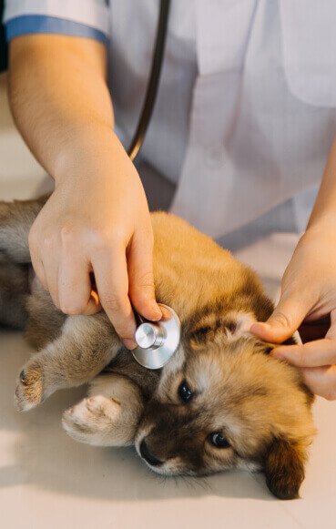 Vet Clinic Services