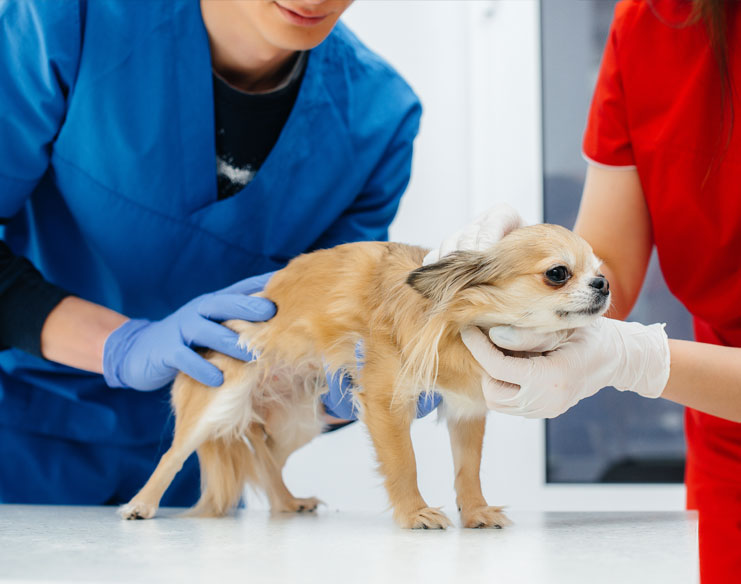 A dog receiving a check-up at the vet