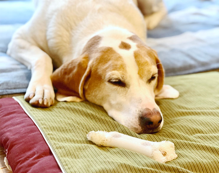 Recognising Emergency Conditions in Pets and How to Respond