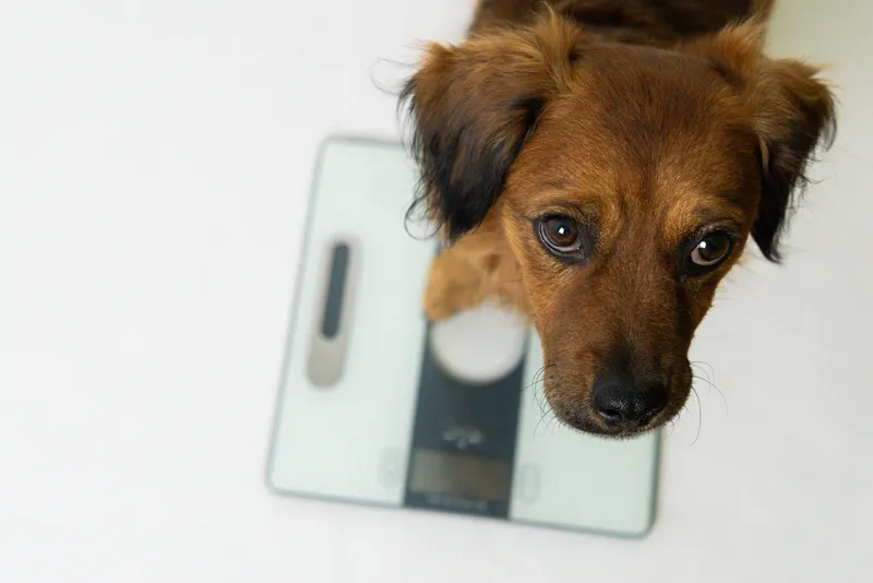 Why Is My Pet Losing Weight Despite Eating Normally?