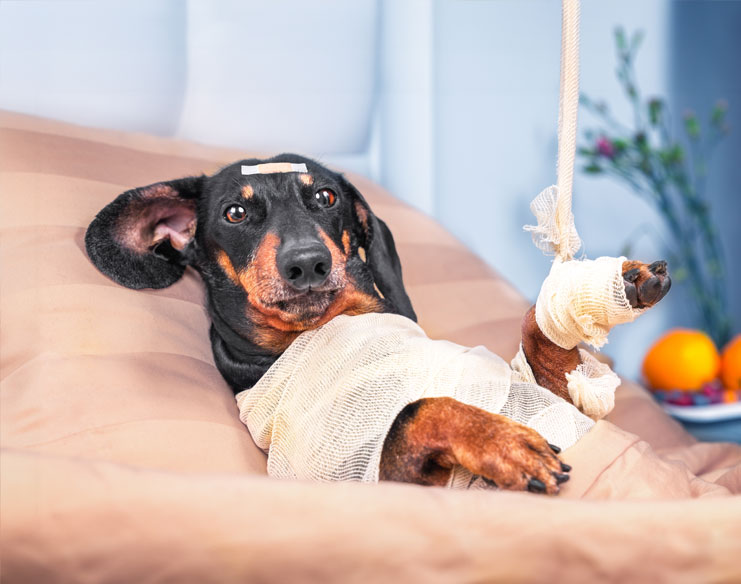 Understanding Fracture Repair Treatments for Dogs and Cats