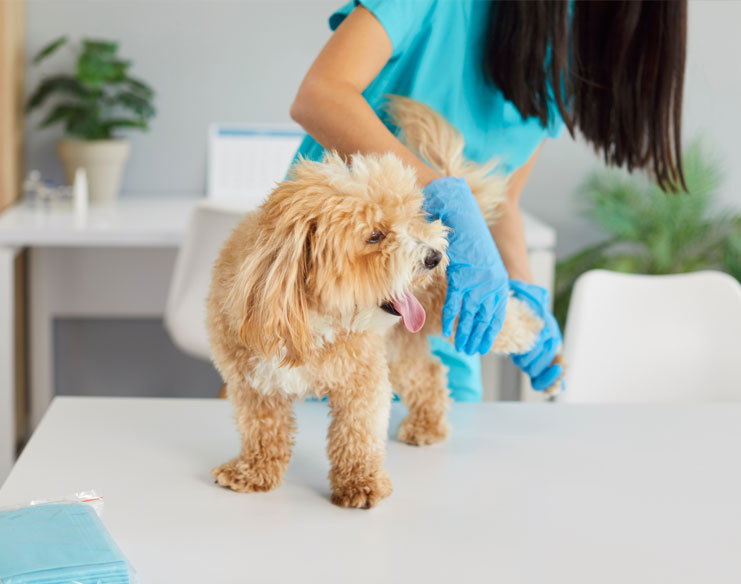 How to Prepare for Your Dog’s Orthopaedic Surgery
