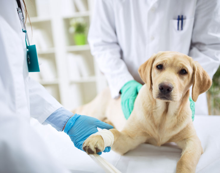 Recovery from Orthopaedic Surgery