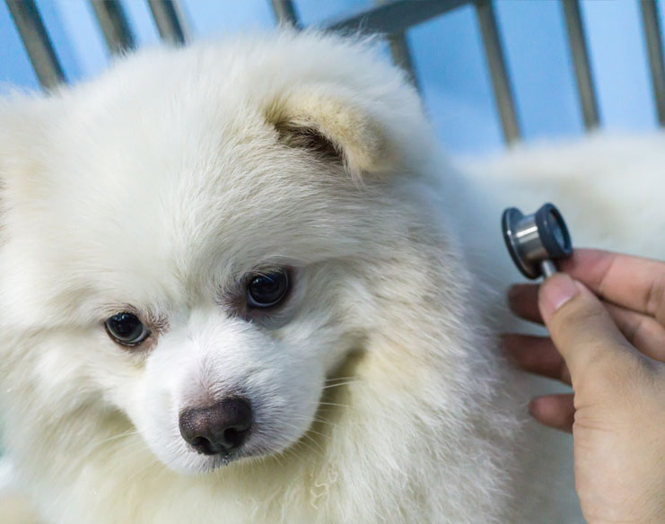 From Heart Disease to Healing: Recovery After TEER Procedure