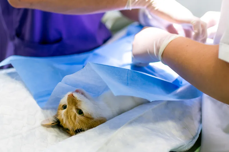 What Do Veterinarians Check Before Surgery in Dogs and Cats?