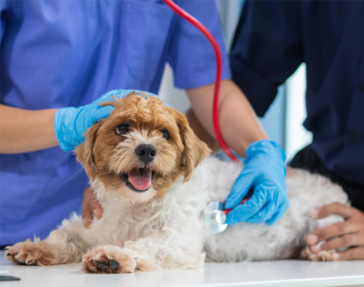 What to expect: TEER Procedure