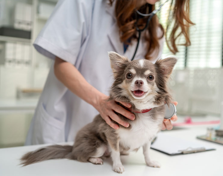What to Expect From Your Puppy’s First Vet Visit