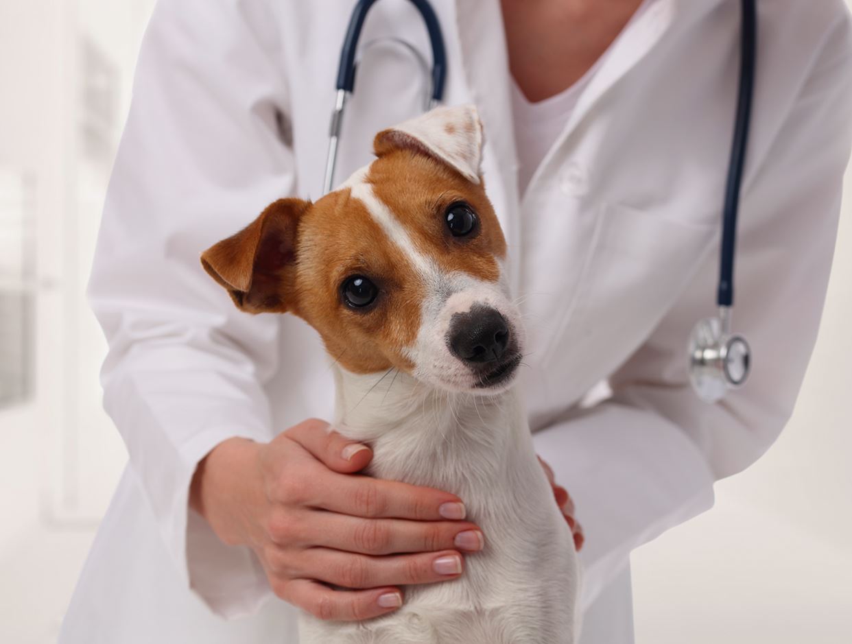 24 Hour Vet in Singapore | Pet Clinic - Advanced VetCare Veterinary Centre